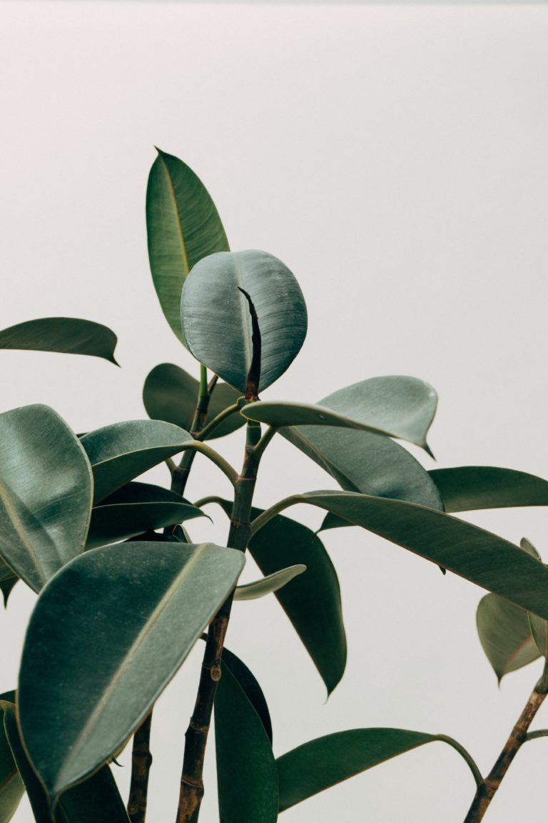 Picture of a deep green plant.