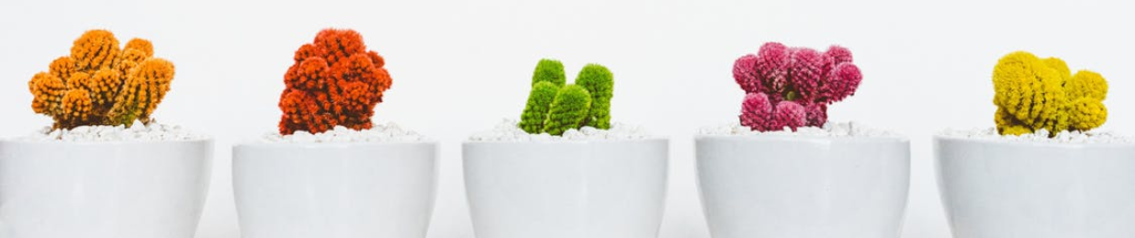 four cacti in a row