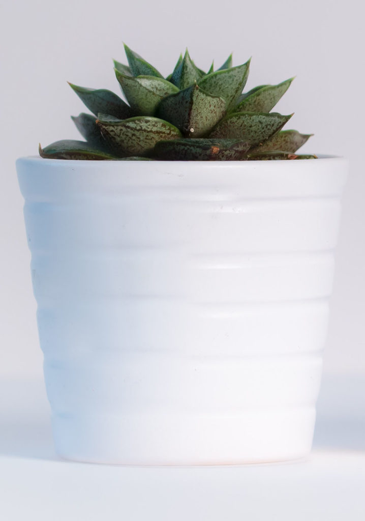 Succulent plant