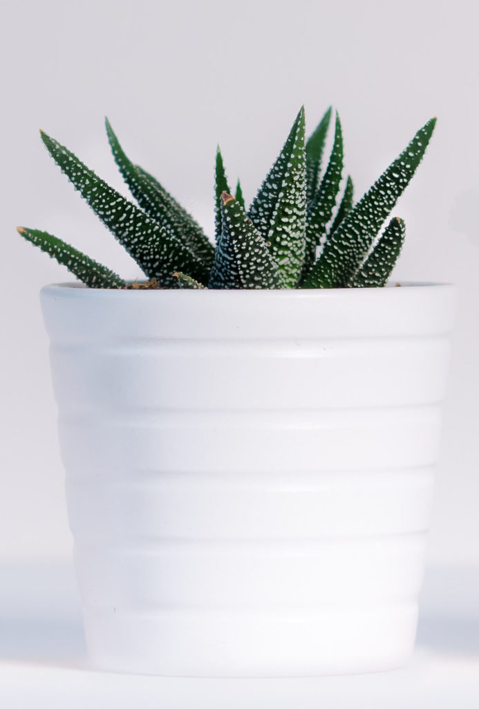 succulent plant